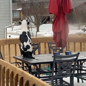 Meet your Posher, Thomas